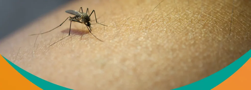 Imagem de mosquito sobre a pele, destacando a preocupação do retorno do sorotipo 3 do dengue no Brasil. Autoridades alertam para os riscos da doença.